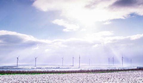 Landschaft mit schneeweissen Baumwollfeldern